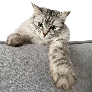 Логотип @kotobanditka - Котобандитка Шляпка