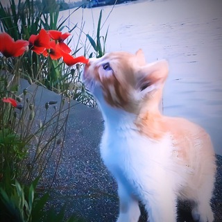 Логотип @kotobas_dominika - Котобас☘️🦋