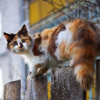 Логотип @kotodela - Котодела