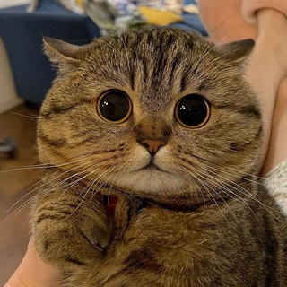 Логотип @kotodomic - Кошачий домик