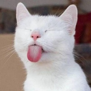 Логотип @kotofaniya - Котофания