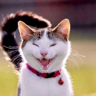 Логотип @kotofeitlt - Котопес TV