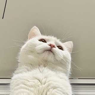 Логотип @kotokombo01 - Котокомбо😸