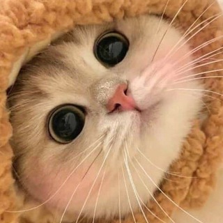 Логотип @kotolampovo - Котолампово