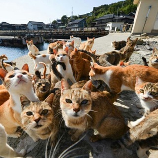 Логотип @kotolands - Котоландия