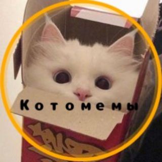 Логотип @kotomemi1 - Котомемы