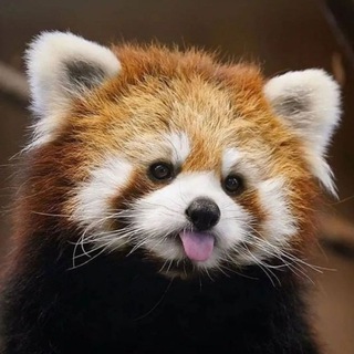 Логотип @kotomisha - Ежедневный котомедведь