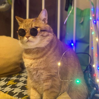 Логотип @kotonline - KotOnline