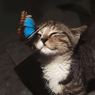 Логотип @kotorar - «🌻МориНнэко.Forest⋆Pony Town⋆Artist☕»