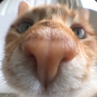 Логотип @kotoskot - КОТЫ СКОТЫ