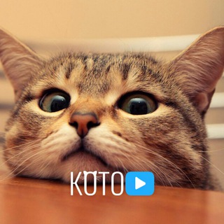 Логотип @kotovideos - Котоvideos