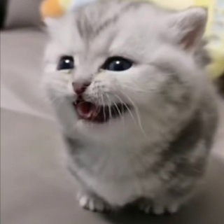 Логотип @kotovietolstyachki - Мини котямбусы