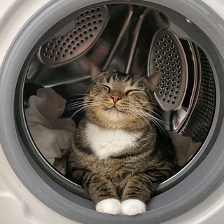 Логотип @kotovishe - Котовище