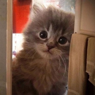 Логотип @kotovoememe - Котовые мемы