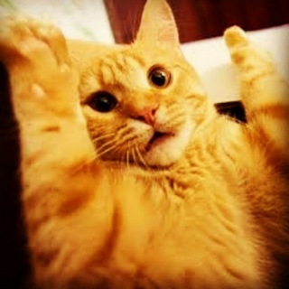 Логотип @kotovskiykotik - Котовский - Приколы!