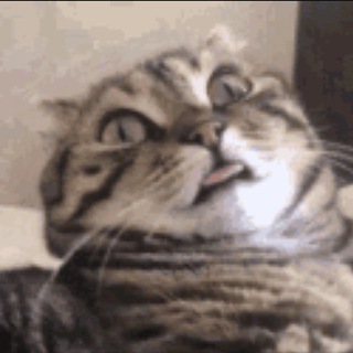 Логотип @kotovskyu - Kotovskyu and friends