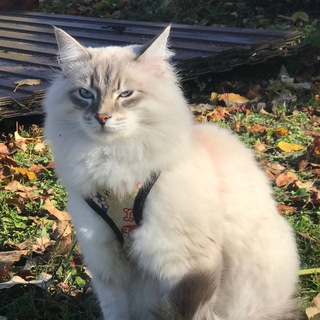Логотип @kotoyasly - КотоЯсли - жизнь с котами