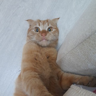 Логотип @kotpersik2020 - Кот-блогер Персик 🐈
