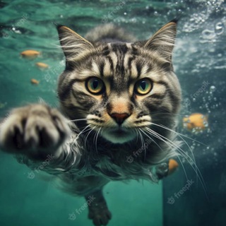 Логотип @kotpoberi - КОТ побери, ты куда?