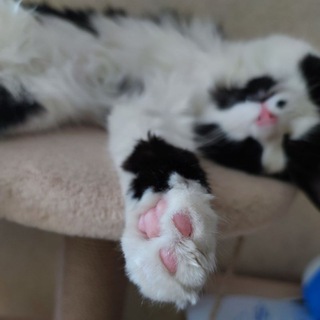 Логотип @kotprince - МОЙ ПАПА Мейнкун