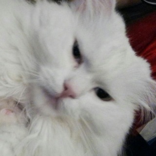 Логотип @kotpsycho - Кот Психоаналитика Медведевой