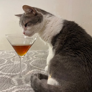 Логотип @kotrybolov - Chat qui peche