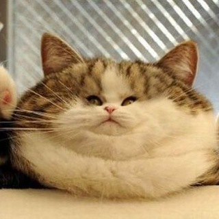 Логотип @kottti666 - Котьи новости