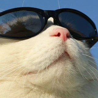 Логотип @kotvasiliyu - Анекдоты|Юмор|Приколы|Мемы с котом Василием