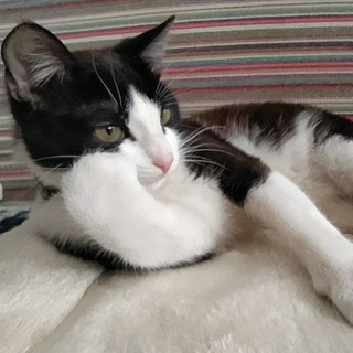 Логотип @kotxanax - ⭐Xanax⭐ Кот Саня