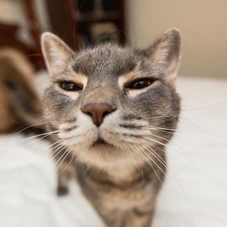 Логотип @koty_cats - Коты и Коськи
