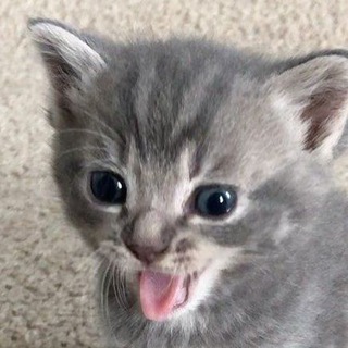 Логотип @kotyachestvo - котячество