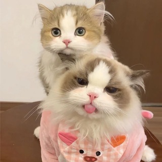 Логотип @kotyambus - котямбусы