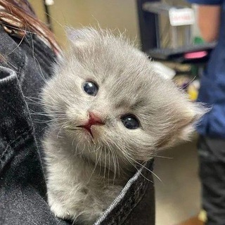 Логотип @kotyambusy - маленькие котямбусы