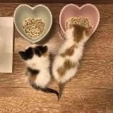 Логотип @kotyashkensu - котяшкенсы