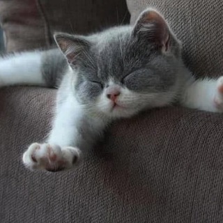 Логотип @kotyata7 - Котята🐹котики🐹кошки