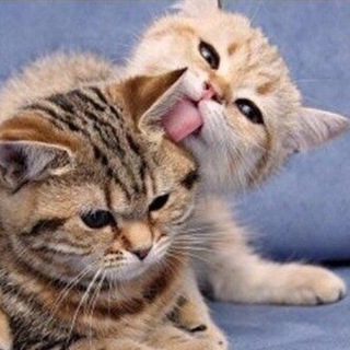 Логотип @kotyata888 - Как кошки говорят «Я люблю тебя»?