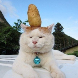 Логотип @kotyata_cats - котята (kitties)😽