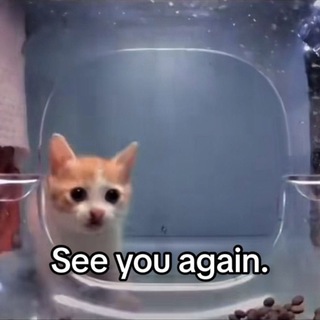 Логотип @kotyatakitai - котята в китае