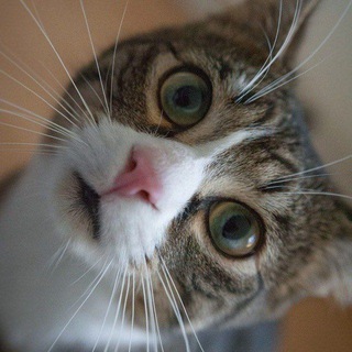 Логотип @kotyavshoke - КОТЯ В ШОКЕ🤟😻