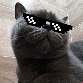 Логотип @kotygram - 🐱KOTOGRAM🐱