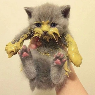 Логотип @kotyizhopki - котьи жопки | коты, котята, котики