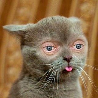 Логотип @kotykakty - Коты Как Ты