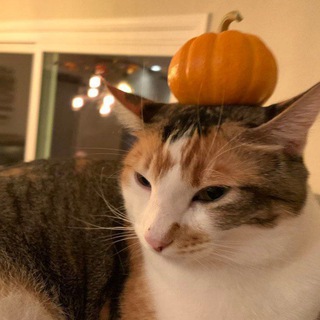 Логотип @kotykyispower - котики is power