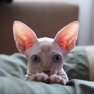 Логотип @kotysp - Лысые коты