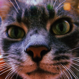 Логотип @kotyvasya - Василь the cat