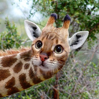 Логотип @kotyvezde - @koty_vezde