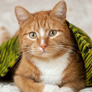 Логотип @kotzahar - У кота Захара, котообщежитие Екатеринбург и СО