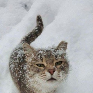 Логотип @koyakorea - mu.