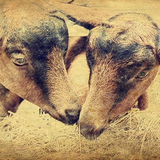 Логотип @kozia_gorka - Козья_горка