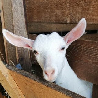 Логотип @kozy_ovtsy - Козы - овцы 🐐🐑